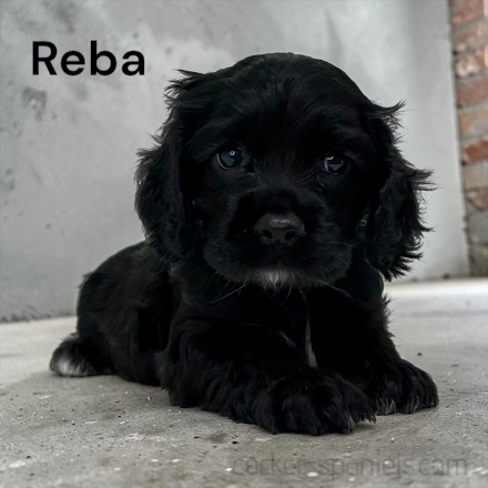 puppy, for, sale, Cocker Spaniel, Joe & Cherri  Overlease, dog, breeder, Miller, MO, dog-breeder, puppy-for-sale, forsale, nearby, find, puppyfind, locator, puppylocator, aca